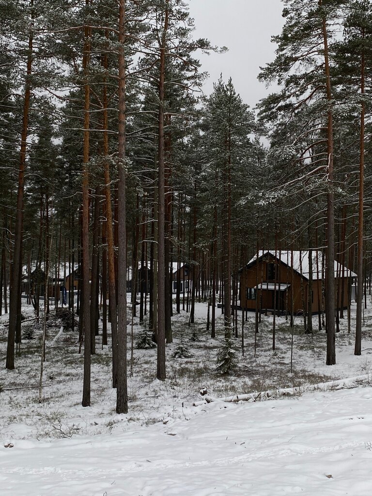 Алые паруса — дома в сосновом лесу зимой